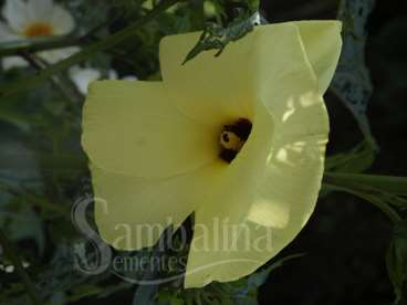 Quiabo amarelo – malva gigante amarela - abelmosch