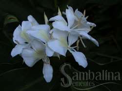 Lírio-do-brejo, gengibre branco (hedychium coronar