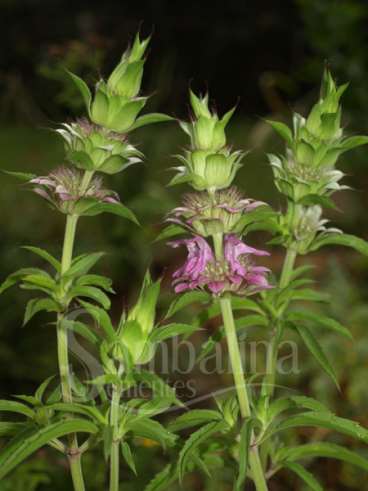 Monarda – (monarda citriodora)