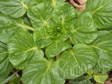 Alface tatsoi – brassica rapa var. chinensis