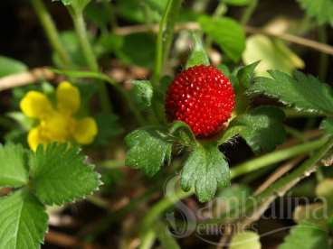 Morango silvestre - fragaria indica