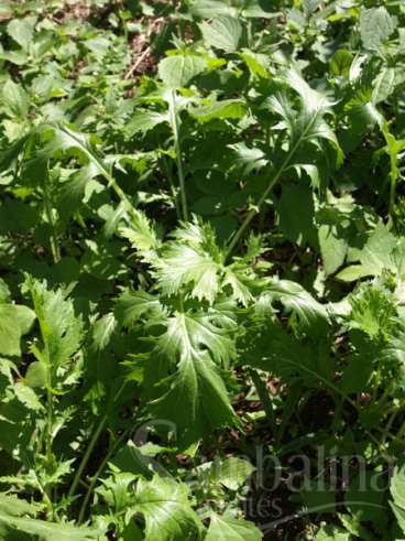 Alface mizuna japonesa (brassica rapa var nipposi