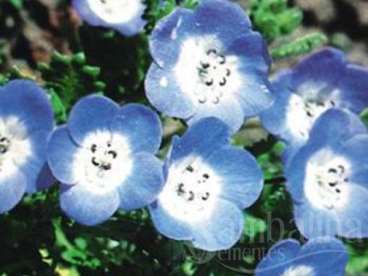 Nemophila menziesii – azul