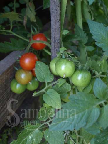 Tomate organico chadwick cherry