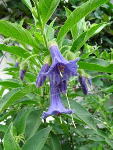 Acnistus australis - azul
