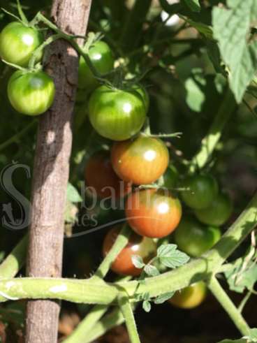 Tomate black cherry