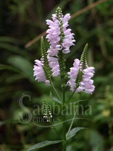 Physostegia virginiana ben