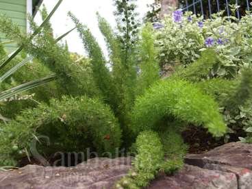 Aspargo ornamental - asparagus densiflorus spreng