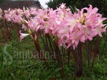 Amaryllis belladonna l. – lírio-beladona