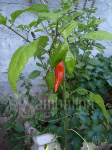 Hot paper lantern (capsicum chinense)