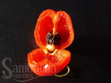 Pimenta rocoto rojo – (capsicum pubescens)