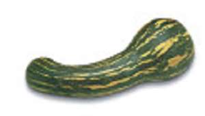 Abóbora canhao seca gigante