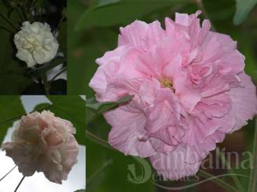 Hibiscus mutabilis dobrado ou rosa louca