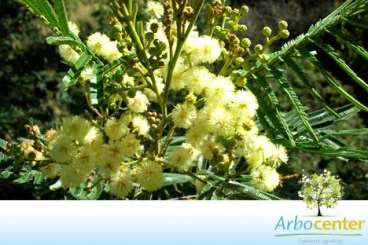 Acácia negra (acacia mearnsii de wild.)
