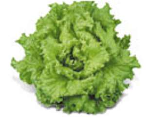 Alface crespa
