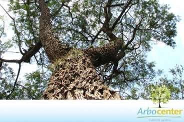 Angico do cerrado (anadenanera falcata