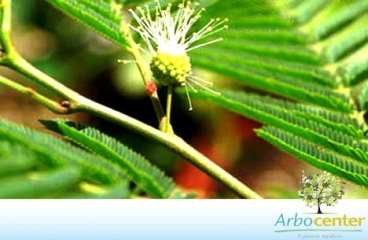 Angico-do-morro (anadenanera peregrina (l.) speg