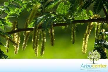 Angico-vermelho / guarucaia (parapiptadenia rigida