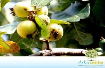 Aracá verdadeiro (psidium araca raddi)