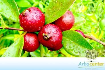 Aracá vermelho (psidium cattleyanum sabine)