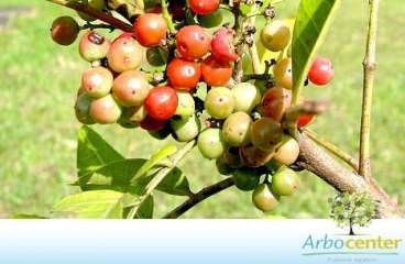 Aroeira pimenteira (schinus terebinifolius raddi
