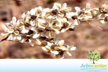Aroeira preta / aroeira-verdadeiro