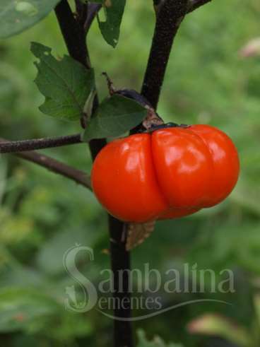 Pumpkin-on-a-stick (solanum integrifolium)