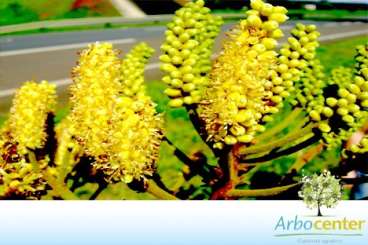 Barbatimao falso / faveiro-do-cerrado