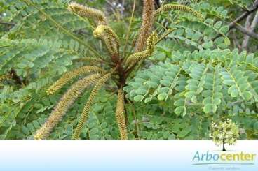 Barbatimao / polifilo (stryphnodendron polyphyllum