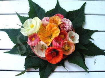 Abutilon