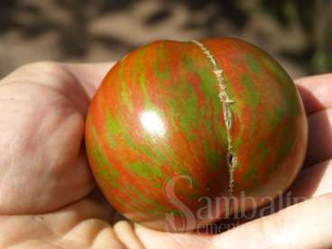 Tomate berkley tie dye heart