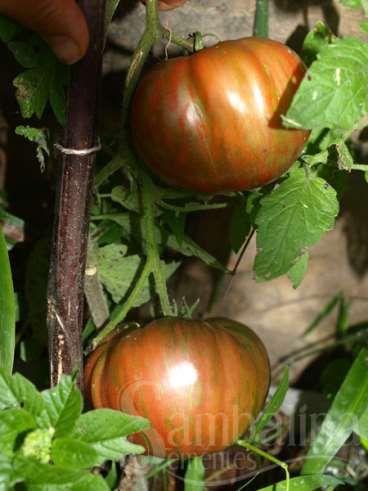 Tomate berkley tie dye pink