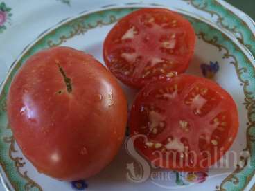 Tomate rosa de berna