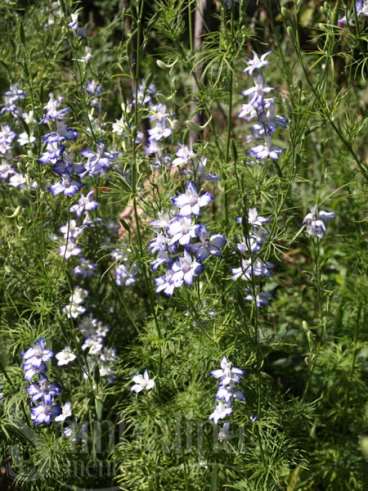 Esporinha - (delphinium consolida)