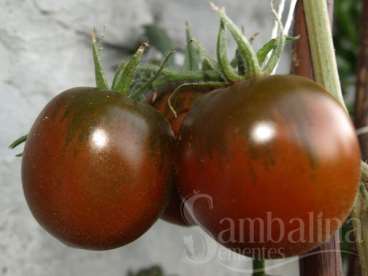 Tomate black eiopian
