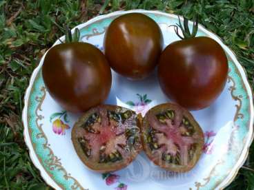 Tomate black prince