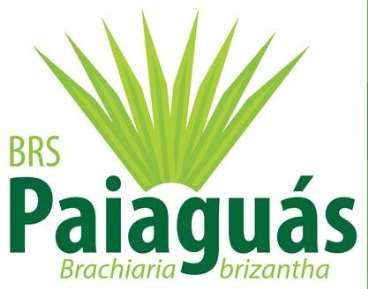 Brachiaria brizana cv. brs paiaguás - série pero