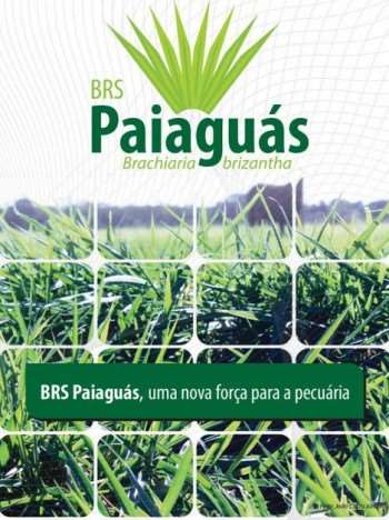 Brachiaria brizana cv. brs paiaguás - série pero