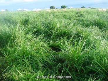 Brachiaria brizana cv. brs piata revestida