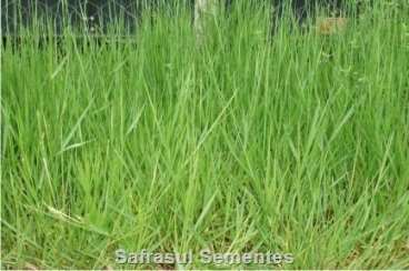 Brachiaria humidícola cv. humidícola revestida