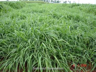 Brachiaria ruziziensis revestida (embalagem 10kg)