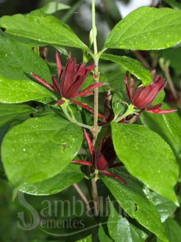 Calycanus floridus