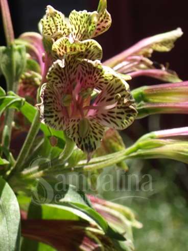 Alstreméria - alstroemeria psittacina lehm