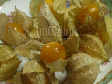 Physalis peruviana