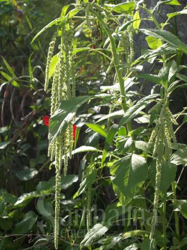 Amaranto love lies bleeding green (verde)