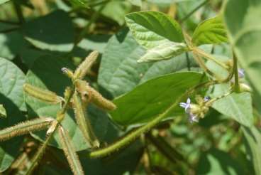 Calopogonio mucunoide cv. comum (embalagem 10 kg)