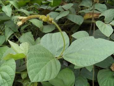 Calopogonio mucunoide cv. comum (embalagem 10 kg)