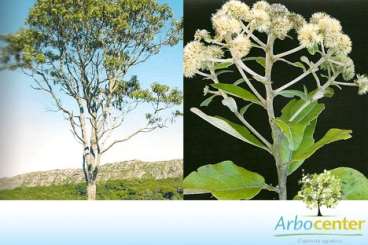Candeia verdadeira / candeinha