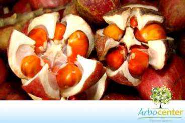 Canjarana (cabralea canjerana (vell.) mart.))