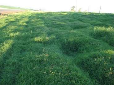 Capim vaquero, é com a realpecuaria sementes